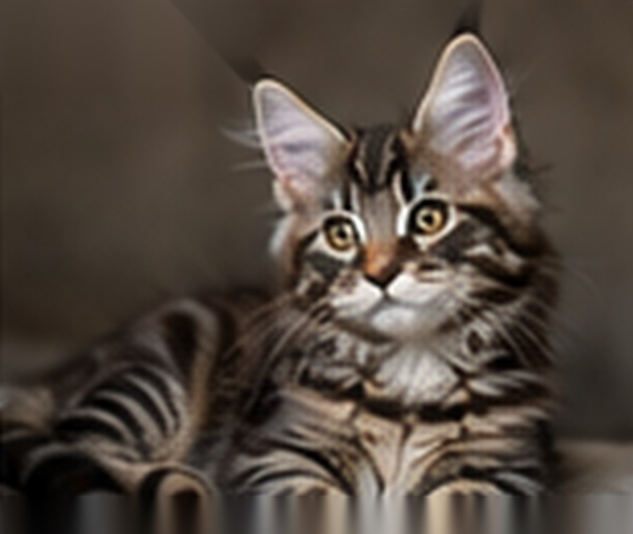Sample generated Maine Coon kitten named Maverick