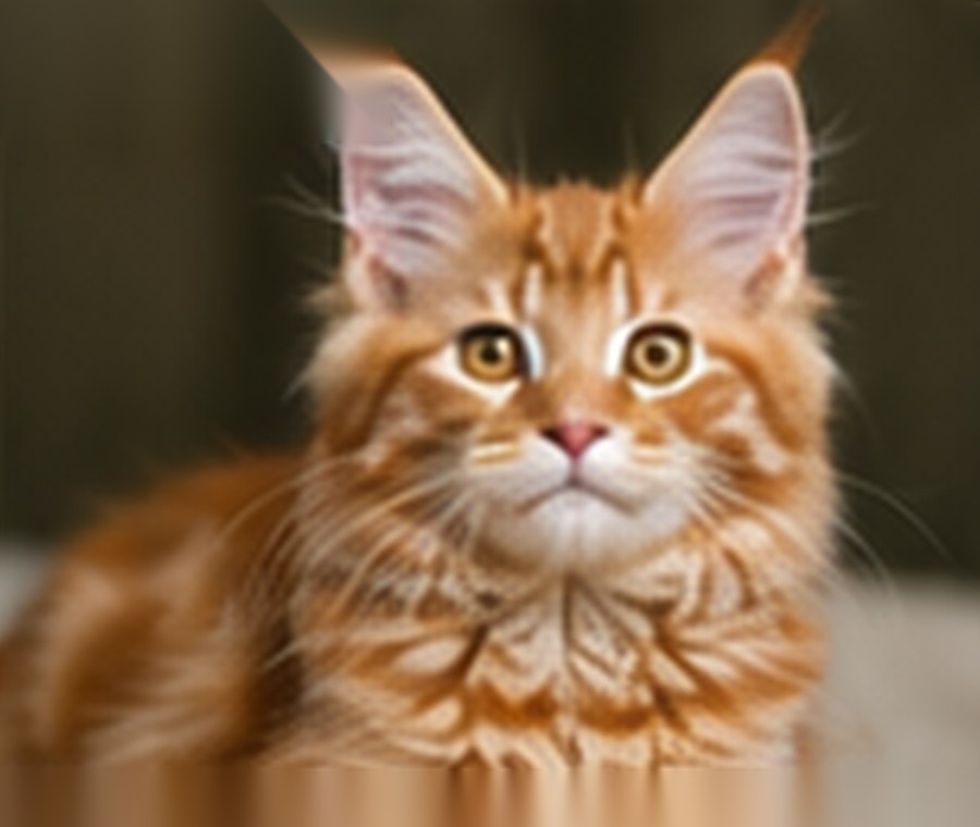 Sample generated Maine Coon kitten named Phoenix