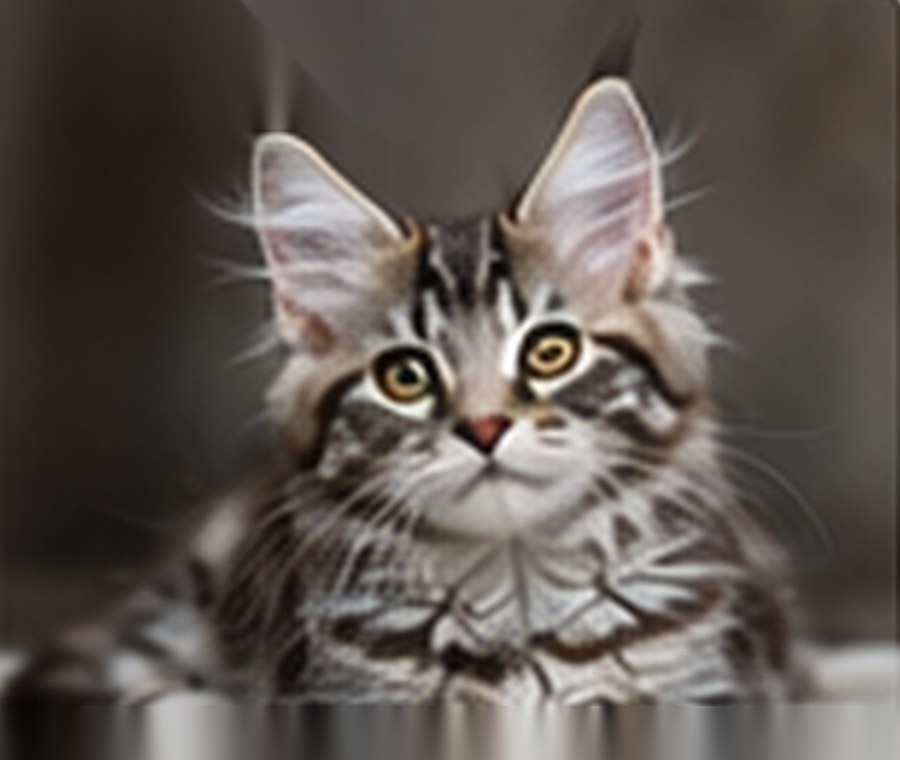 Sample generated Maine Coon kitten named Luna
