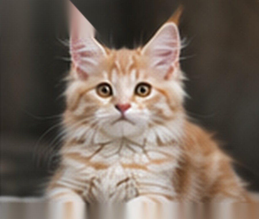 Sample generated Maine Coon kitten named Leo