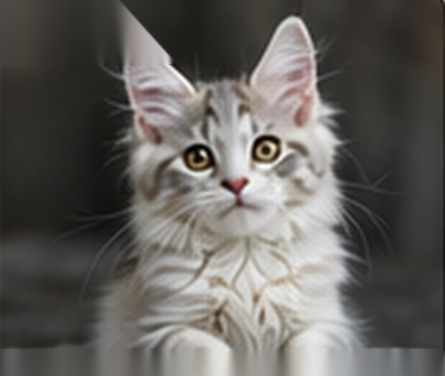 Sample generated Maine Coon kitten named Aurora
