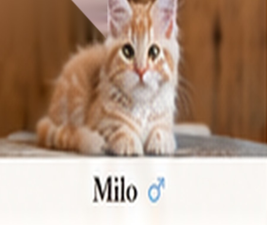 Sample generated Maine Coon kitten named Zephyr