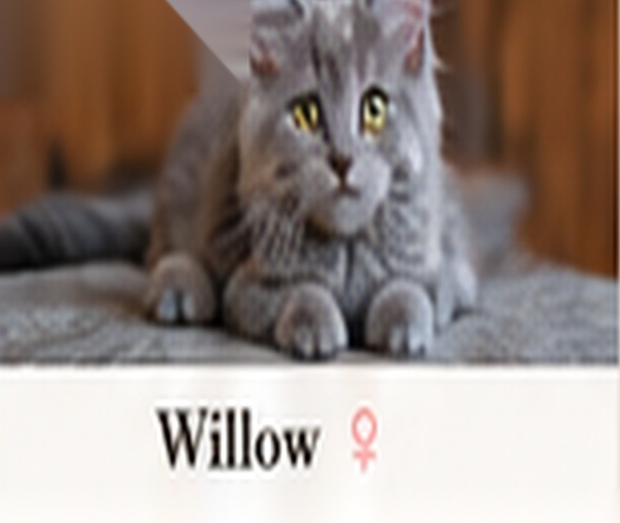 Sample generated Maine Coon kitten named Willow