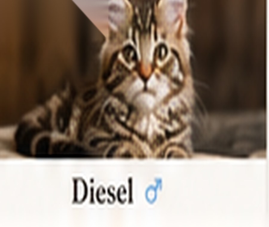 Sample generated Maine Coon kitten named Athena