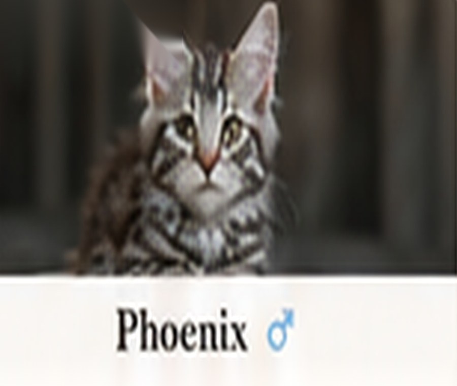 Sample generated Maine Coon kitten named Thor