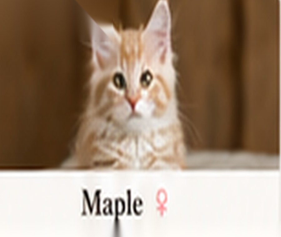 Sample generated Maine Coon kitten named Odin