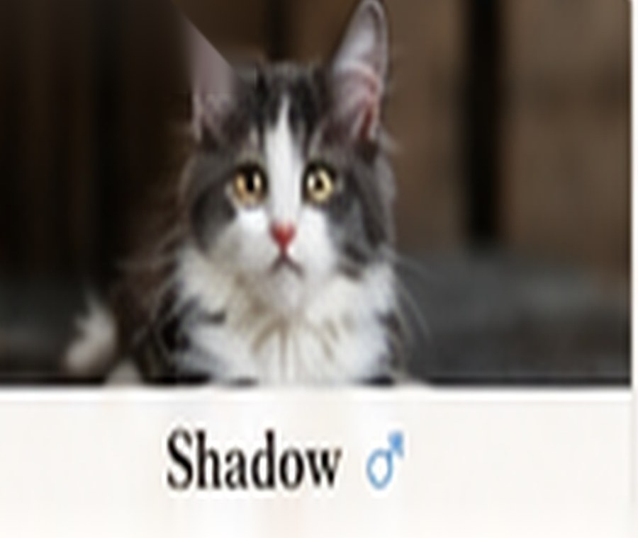 Sample generated Maine Coon kitten named Freya